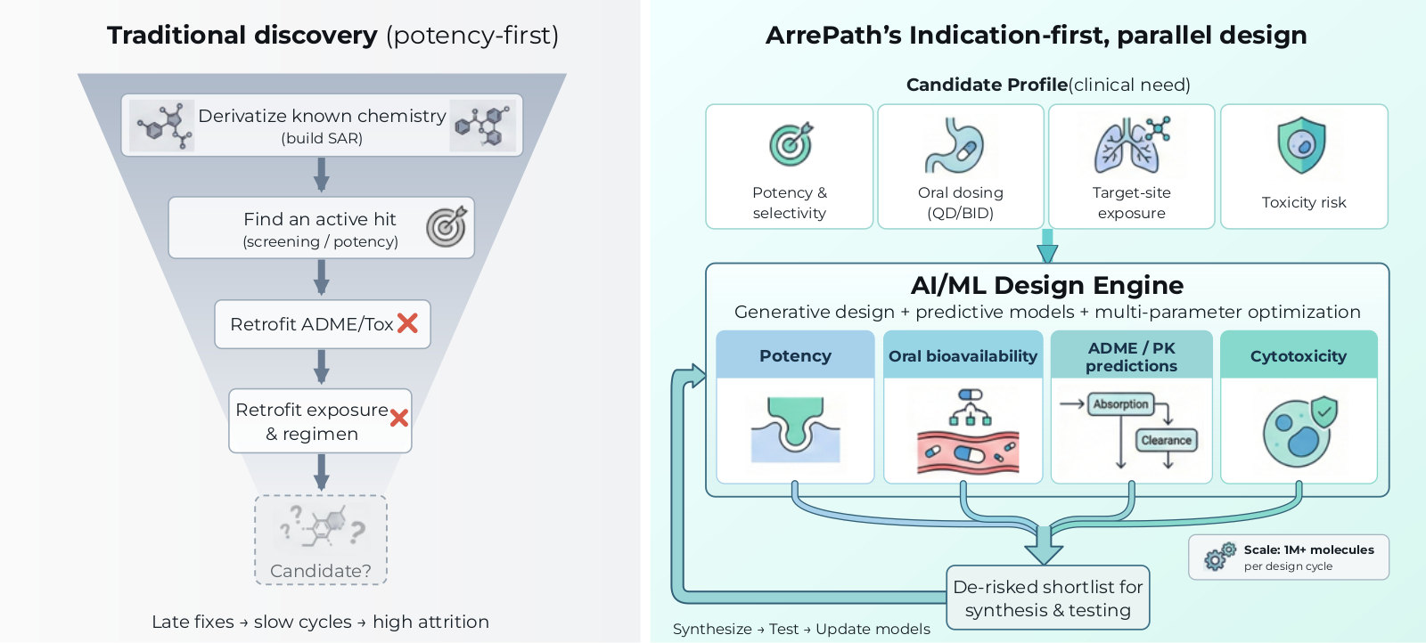 ArrePath indication-first design process: define the target product profile, build and validate target-specific AI/ML workflows, then design and test molecules while optimizing potency, oral bioavailability, ADME/PK, and cytotoxicity in parallel.